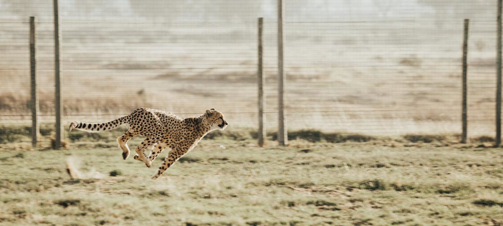 Organizing for Agile Innovation