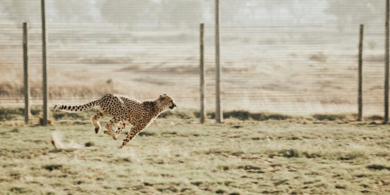 Organizing for Agile Innovation